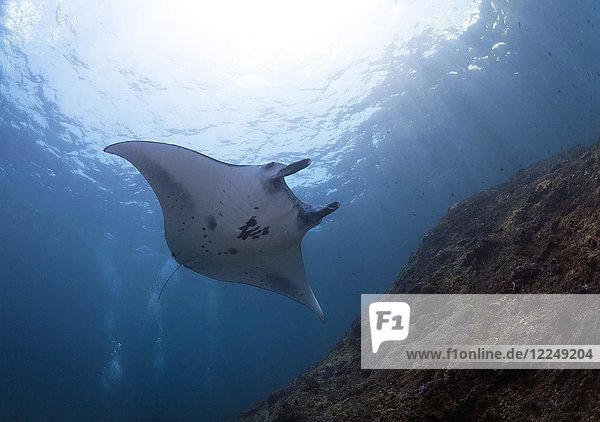 Reef Manta Ray (Mobula alfredi)  Manta Point  Nusa Penida  Nusa Lembongan  Bali  Indonesia  Asia