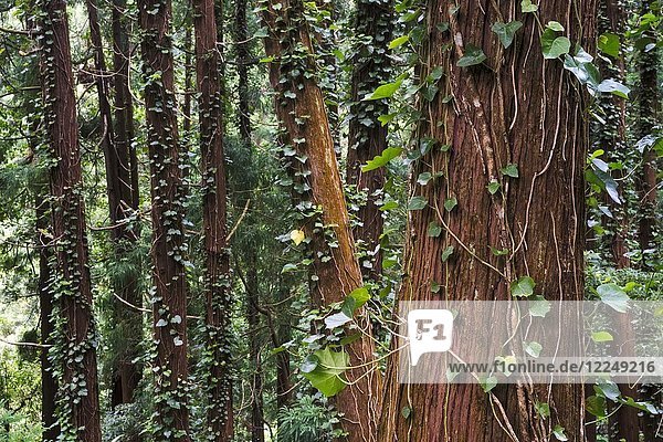 Wald mit Efeu auf Sao Miguel Azoren Portugal Europa