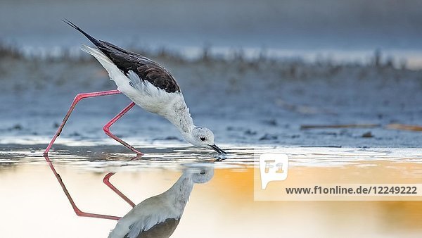 Schwarzflügel-Stelzenläufer (Himantopus himantopus)  Altvogel  Nahrungssuche im Wasser  Neusiedler See  Österreich  Europa