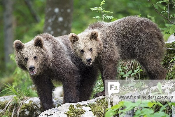 Europäischer Braunbär (Ursus arctos arctos)  zwei junge Geschwister  Region Notranjska  Slowenien  Europa