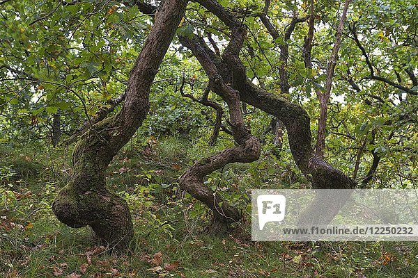 Krumme Eichen (Quercus)  Naturschutzgebiet Kærgård Klitplantage  Oksbøl  Region Syddanmark  Dänemark  Europa