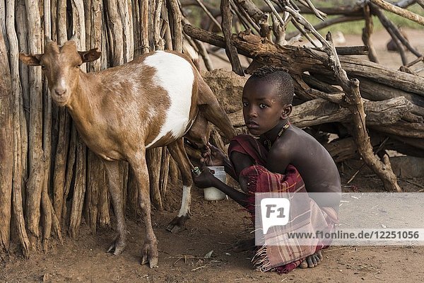 Kleiner Junge beim Ziegenmelken  Stamm der Hamer  Turmi  Region der südlichen Nationen  Äthiopien  Afrika