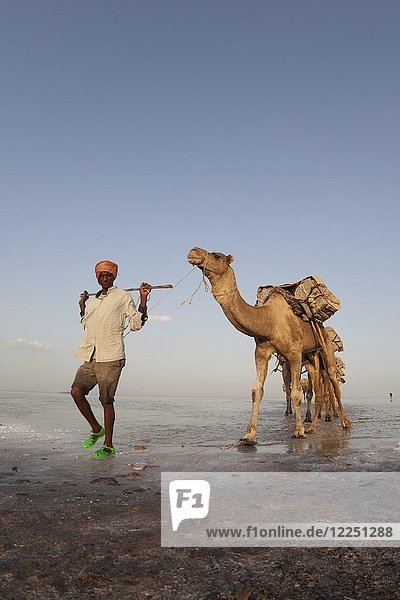 Karawane  Kamele transportieren Salz durch die Dallol-Salzwüste  Äthiopien  Afrika