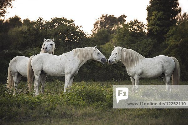 Drei Camargue-Pferde (Equus) stehen auf der Wiese und berühren sich zärtlich  Hengste  Frankreich  Europa
