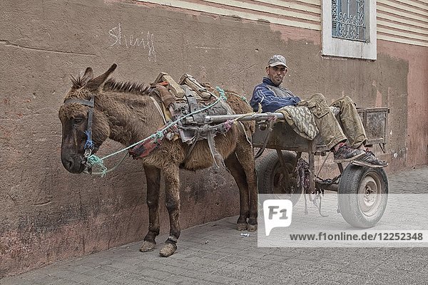 Mann auf Eselskarren während einer Pause  Marrakesch  Marokko  Afrika