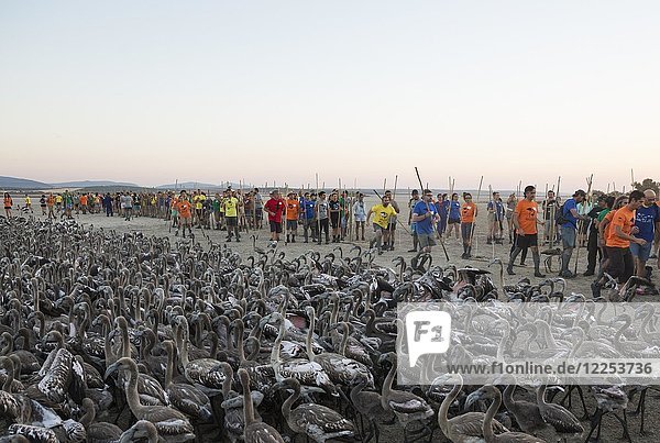 Freiwillige fangen Rosaflamingos (Phoenicopterus roseus) für Beringung und medizinische Untersuchungen Laguna de Fuente de Piedra Provinz Malaga Andalusien Spanien.
