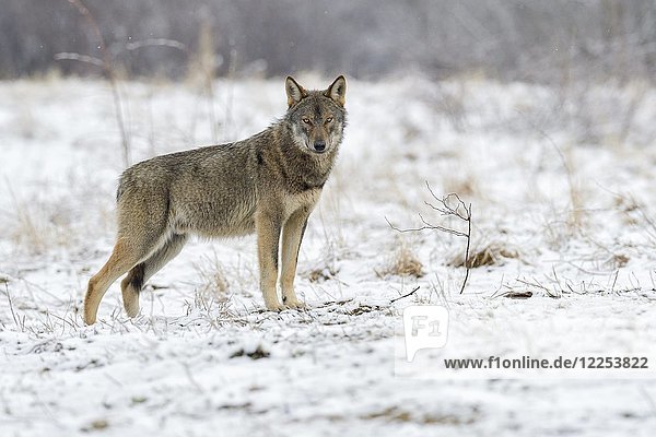 Eurasischer Wolf (Canis lupus lupus) aufmerksam auf einer Lichtung im Winter  Waldkarpaten  Blick in die Kamera  Waldkarpaten  Polen  Europa