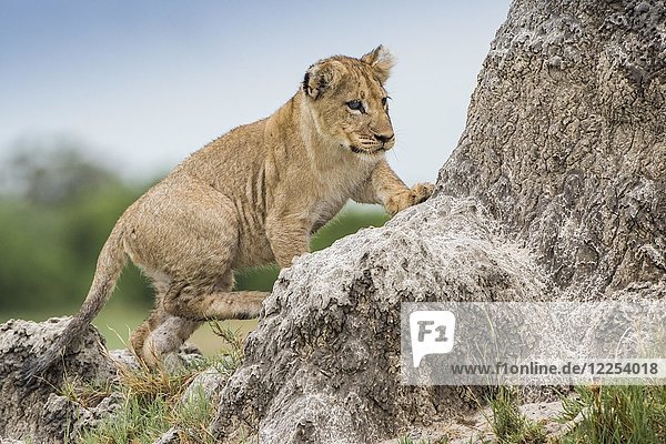 Junger Löwe (Panthera leo) klettert auf einen Termitenhügel  Savuti  Chobe-Nationalpark  Chobe-Distrikt  Botsuana  Afrika