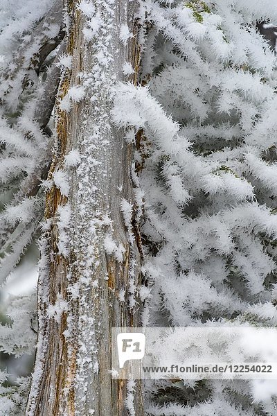 Fichte (Picea) im Winter mit Raureif  Bayern  Deutschland  Europa