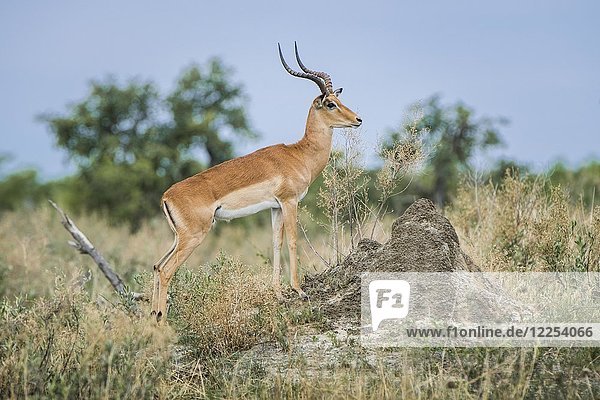 Impala (Aepyceros melampus)  Bock auf der Lauer  Peter's Pan  Savuti  Chobe-Nationalpark  Chobe-Distrikt  Botswana  Afrika