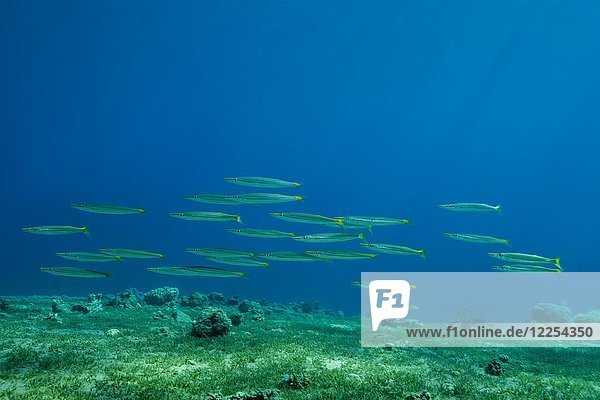 Schule von Gelbschwanz-Barrakudas (Sphyraena flavicauda) schwimmt über Seegras  Rotes Meer  Dahab  Ägypten  Afrika