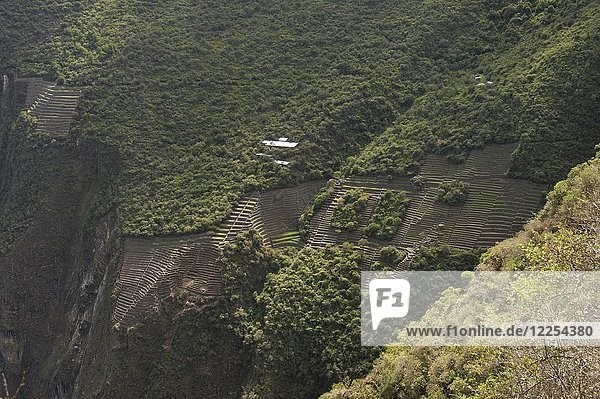 Terrassen  teilweise ausgegrabene Ruinenstadt der Inkas  Choquequirao  Süden  Peru  Südamerika