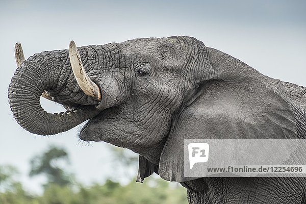 Afrikanischer Elefant (Loxodonta africana)  Porträt beim Fressen  seitlich  Nahaufnahme  Marabou Pan  Savuti  Chobe National Park  Chobe District  Botswana  Afrika