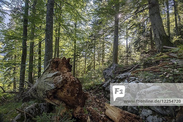Totholz in Österreichs letzten Urwäldern  Primärwald  Nationalpark Kalkalpen  Oberösterreich  Österreich  Europa
