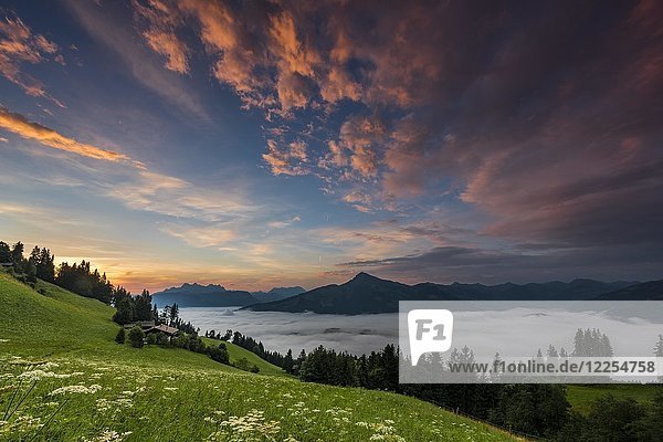 Mountain meadow with mountain top with sea of fog at sunrise  Wilder Kaiser  Scheffau  Tyrol  Austria  Europe