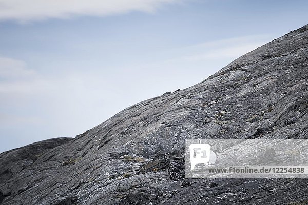 Polarhase (Lepus arcticus)  Felsen  Grönland  Nordamerika