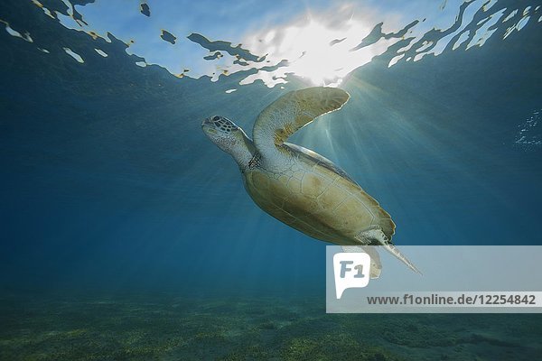 Grüne Meeresschildkröte (Chelonia mydas) schwimmt zur Wasseroberfläche  Rotes Meer  Marsa Alam  Abu Dabab  Ägypten  Afrika