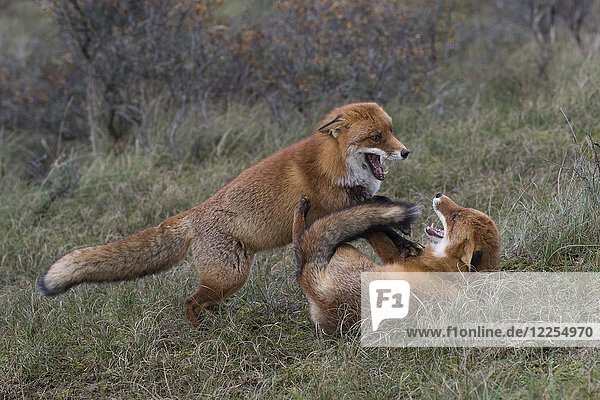 Red foxes (Vulpes vulpes)  two fighting males  North Holland  Netherlands