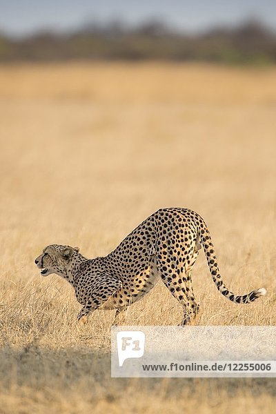 Gepard (Acinonyx jubatus)  Nxai Pan National Park  Ngamiland Distrikt  Botswana  Afrika