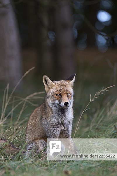 Red fox (Vulpes vulpes)  located in the forest  North Holland  Netherlands