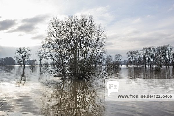 Hochwasser am Rhein  Urdenbacher Kämpe  Urdenbach  Nordrhein-Westfalen  Deutschland  Europa