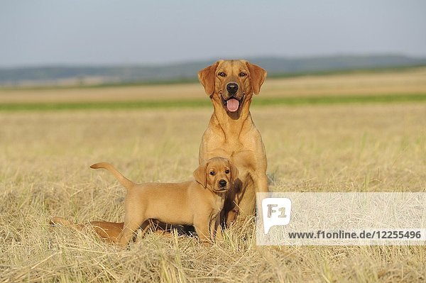 Labrador Retriever  gelb  Hündin mit Welpe  7 Wochen