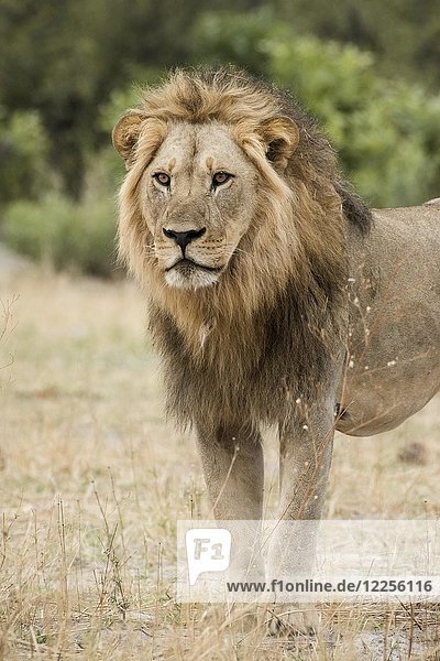 Löwe (Panthera leo)  männlich  Chobe-Nationalpark  Bezirk Chobe  Botsuana  Afrika