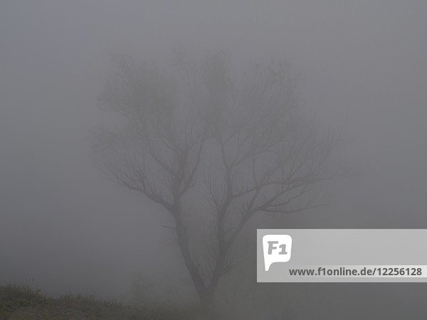Baum  trockene Äste im Nebel  Monte Epomeo  Ischia  Kalabrien  Italien  Europa