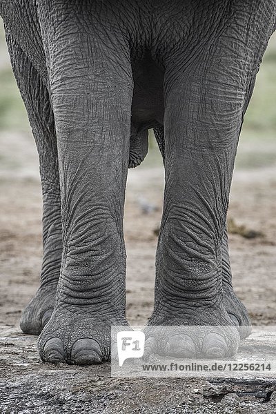 Afrikanischer Elefant (Loxodonta africana)  Beine und Füße von vorne  Nahaufnahme  Marabou Pan  Chobe District  Botswana  Afrika