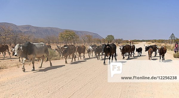 Rinderherde auf einer Schotterstraße  Kaokoveld  Namibia  Afrika