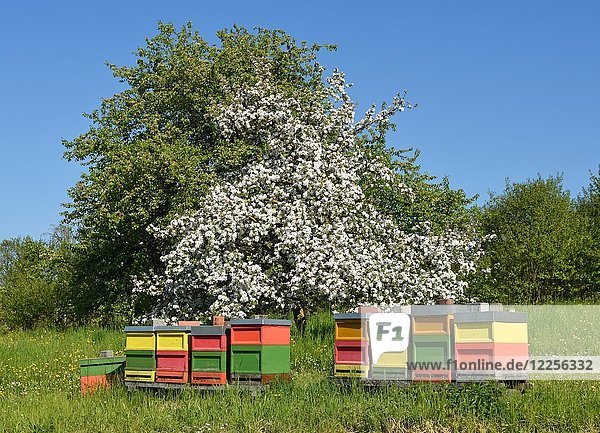 Bienenstöcke vor einem blühenden Obstbaum  Baden-Württemberg  Deutschland  Europa