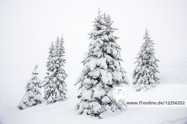 Tief verschneite Fichten (Picea) im Winter  Oberallgäu  Bayern  Deutschland  Europa