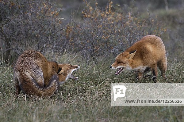 Red foxes (Vulpes vulpes)  two fighting males  North Holland  Netherlands