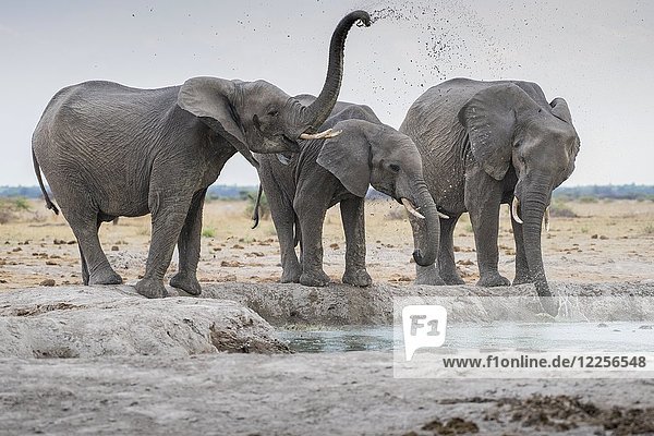 Afrikanische Elefanten (Loxodonta africana)  trinken an einer Wasserstelle  Nxai Pan National Park  Ngamiland District  Botswana  Afrika