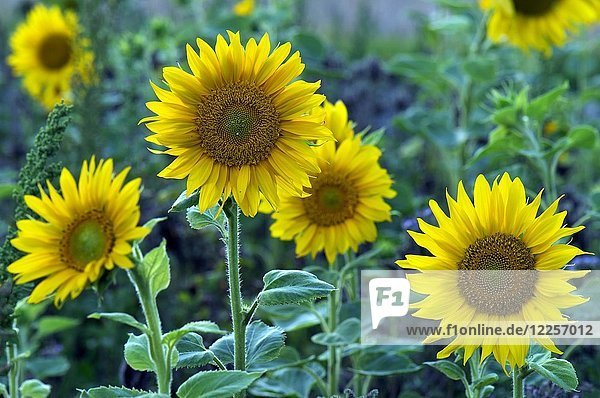 Sonnenblumen (Helianthus)  Sonnenblumenfeld  Nordrhein-Westfalen  Deutschland  Europa