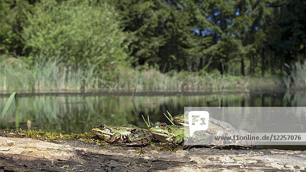 Grünfrösche (Rana esculenta) sitzen auf Holz an einem See  Burgenland  Österreich  Europa