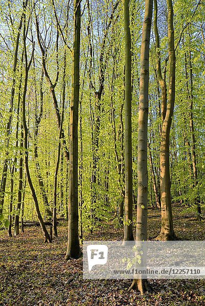 Baumstämme  Laubwald im Frühjahr  Rotbuche (Fagus sylvatica)  Deutschland  Europa