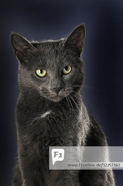 Korat-Katze  männlich  Tierporträt  Studioaufnahme