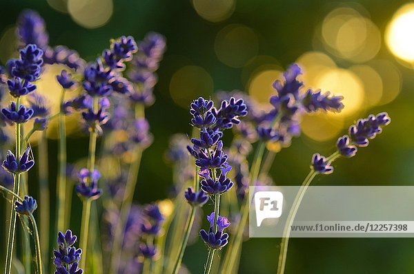 Blühender Lavendel (Lavendula) im Gegenlicht