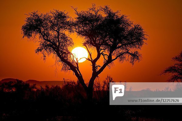 Sonnenuntergang hinter einer Akazie  Gondwana Namib Park  nahe Sesriem  Hardap Region  Namibia  Afrika