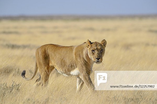 Löwin (Panthera leo) im trockenen Grasland  Etosha-Nationalpark  Namibia  Afrika