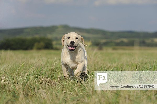 Labrador Retriever  yellow  puppy 9 weeks  runs in meadow