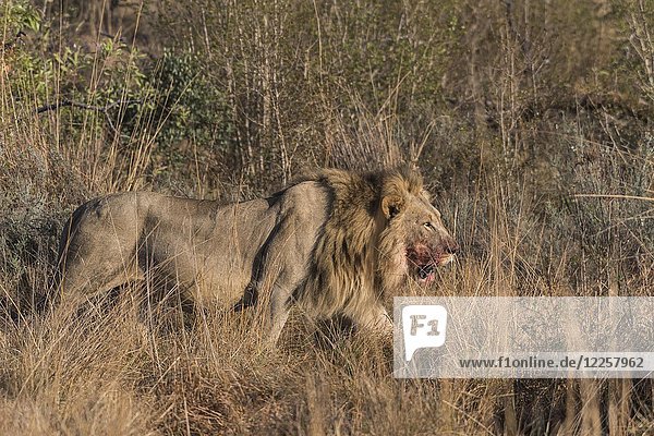 Löwe (Panthera leo)  Männchen mit Blut am Maul  läuft durch Buschland  Welgevonden Privat Game Reserve  Waterberge  Limpopo  Südafrika  Afrika