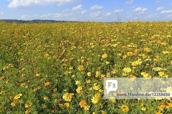 Gelbe Ringelblumen (Tagetes) als Gründüngung auf einem Feld  Oberbayern  Bayern  Deutschland  Europa