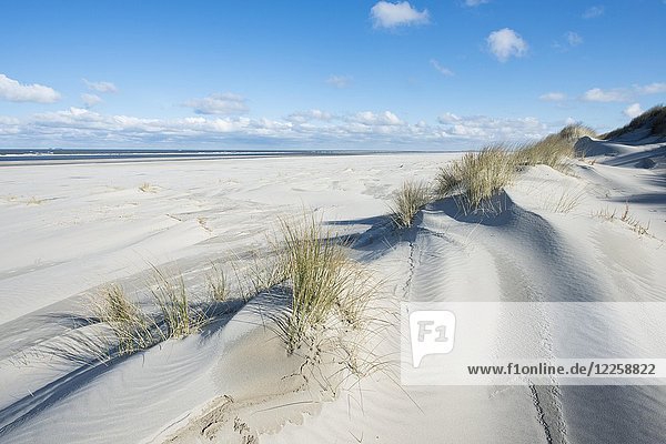 Weiße Dünen mit Strandhafer  Strand und Nordsee  Langeoog  Ostfriesland  Niedersachsen  Deutschland  Europa