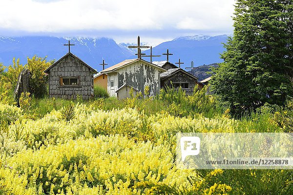 Friedhof vor blühenden gelben Lupinen (Lupinus)  Valle Exploradores  bei Puerto Rio Tranquilo  Región de Aysén  Chile  Südamerika