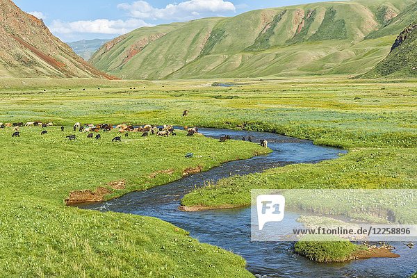 Schafherde auf der Weide an einem Bergfluss  Naryn-Schlucht  Region Naryn  Kirgisistan  Asien