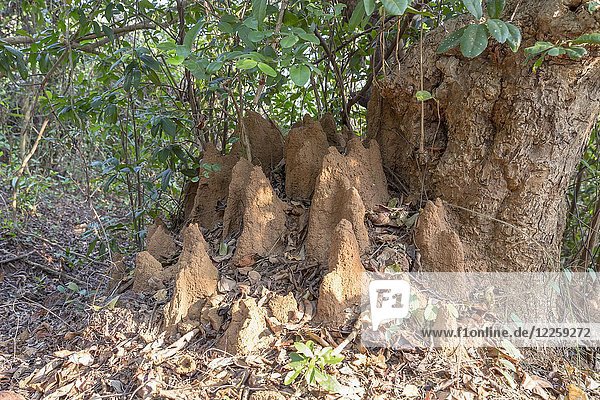 Termitenhügel im Dschungel  Agonda Beach  Goa  Indien  Asien