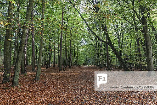 Buchenwald  Waldweg im Herbst  Darßer Wald  Darß  Fischland-Darß-Zingst  Nationalpark Vorpommersches Haff  Mecklenburg-Vorpommern  Deutschland  Europa