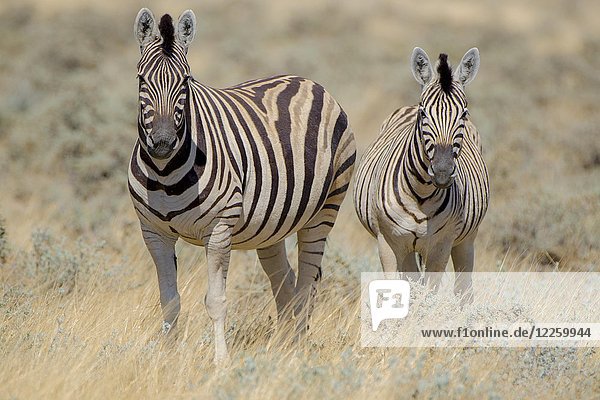 Burchell-Zebras (Equus burchelli) stehen im trockenen Gras  Etosha-Nationalpark  Namibia  Afrika